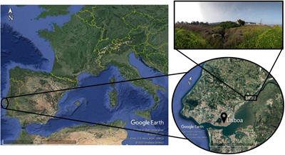 Conservation of a Critically Endangered Endemic Halophyte of West Portugal: A Microcosm Assay to Assess the Potential of Soil Technology for Species Reintroduction